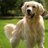 123petdogs's profile image