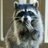 RecRaccoon's profile image