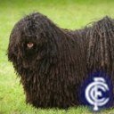 Bluesstatsman's profile picture. 