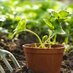 Gardening123 (@gardening123) Twitter profile photo Gardening123 (@gardening123) Twitter profile photo
