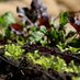 Organic Gardening (@organic2garden) Twitter profile photo Organic Gardening (@organic2garden) Twitter profile photo