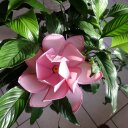 Doris Mauer - @DorisMauer1 - Twitter