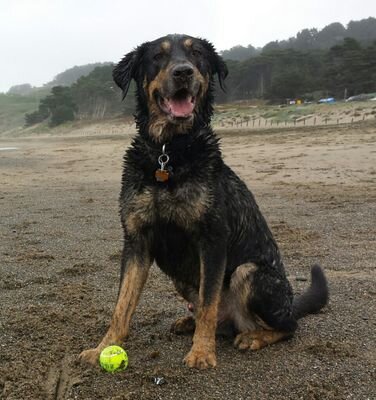 casusJack's profile picture. I'm here to be an encouragement for rescue dogs & families everywhere. Let's get pups & their parents out there in the world exploring & enjoying life together!