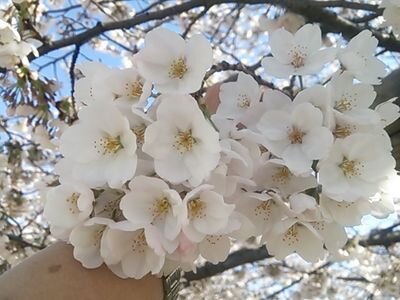 jijiko15814's profile picture. 