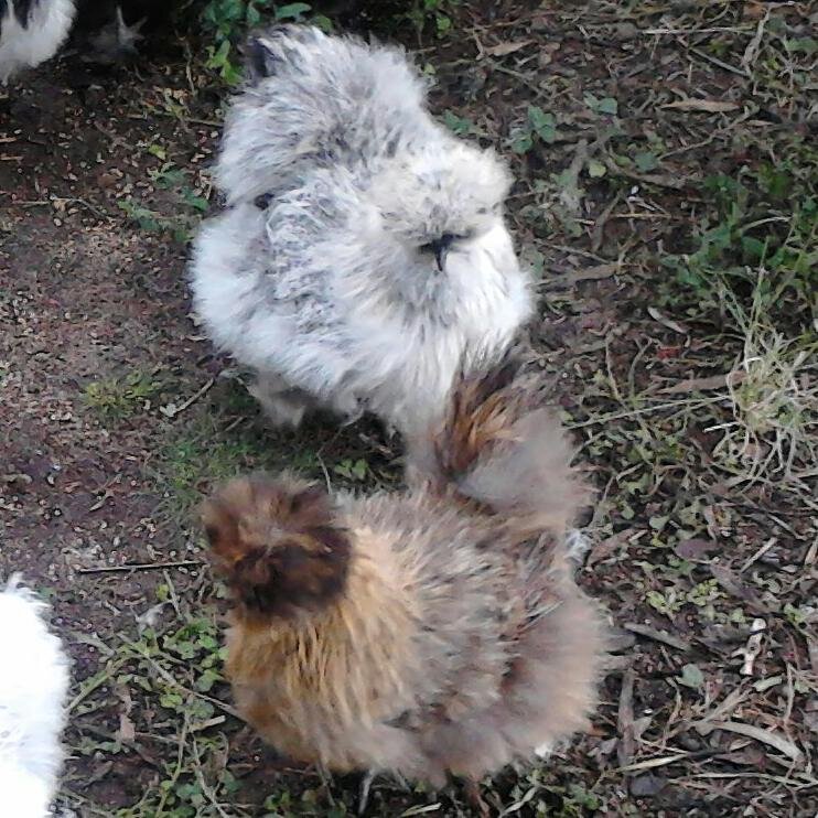 I'm not sure what i'm doing here. I live in Australia. I like to breed and sell Silkie Chickens