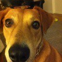 Bourbon_the_Dog's profile picture. I'm a dog!