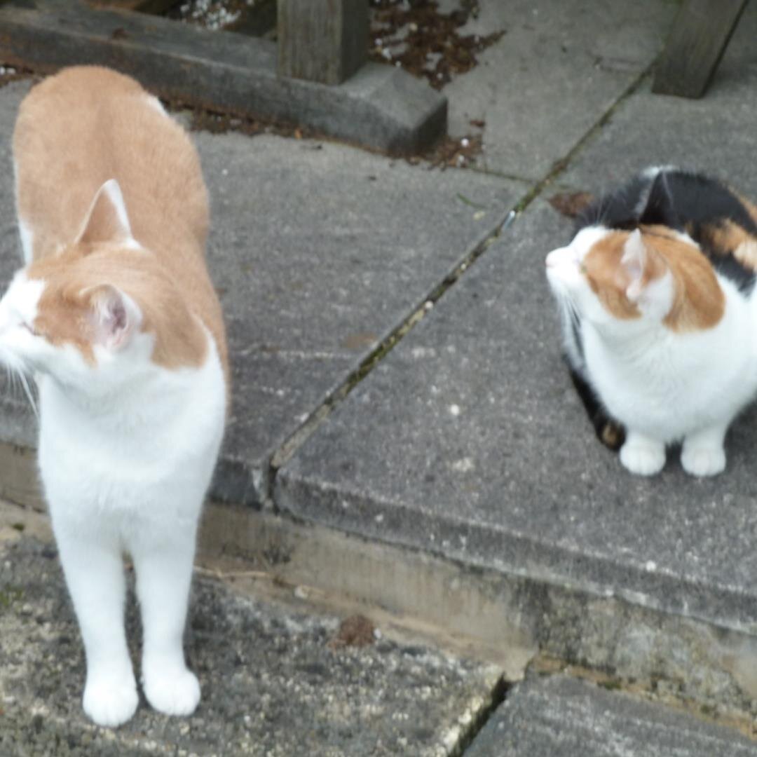 BabeRuthSage's profile picture. 