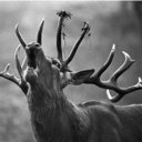 The gold standard of free-range, red deer venison in North America.
La reference en venaison de cerf rouge en Amerique du Nord.
http://t.co/F8dHsVxG