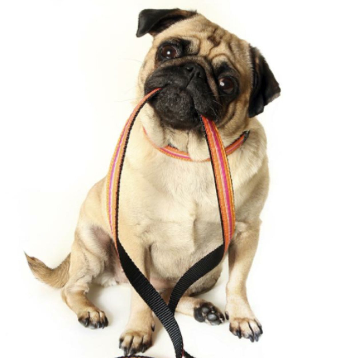 Pampered Pups - Chislehurst and Bromley based dog walking - professional grooming services coming soon in September!