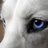 1961wolf's profile image