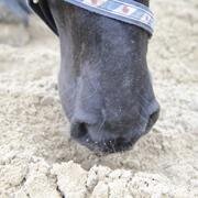 Alles over zandkoliek en de preventie daarvan op onze website! Twittert over paarden en paardensport