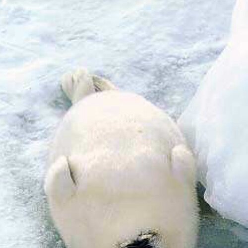 sumotya's profile picture. (´・ω・｀)このキーワードをコピペして検索するとらんらんのおすすめ小説が出てきます ふふっ わかったかなー？ 
@sumotya カクヨム
@sumotya #narou