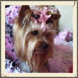 Molly & Me clothing and accessories for the pampered pet................................... 
owner - Joyce Jorgensen
