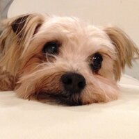 保護犬カフェ®鶴橋店 (@hogokencafet) 's Twitter Profile Photo