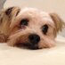 保護犬カフェ®鶴橋店 (@hogokencafet) Twitter profile photo 保護犬カフェ®鶴橋店 (@hogokencafet) Twitter profile photo