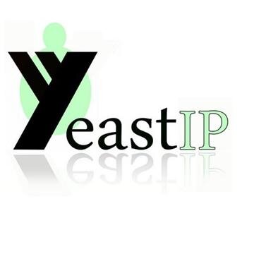 YeastIP: a comprehensive database of the major barcodes of Saccharomycotina yeasts to establish their identification and their phylogenetic relationships