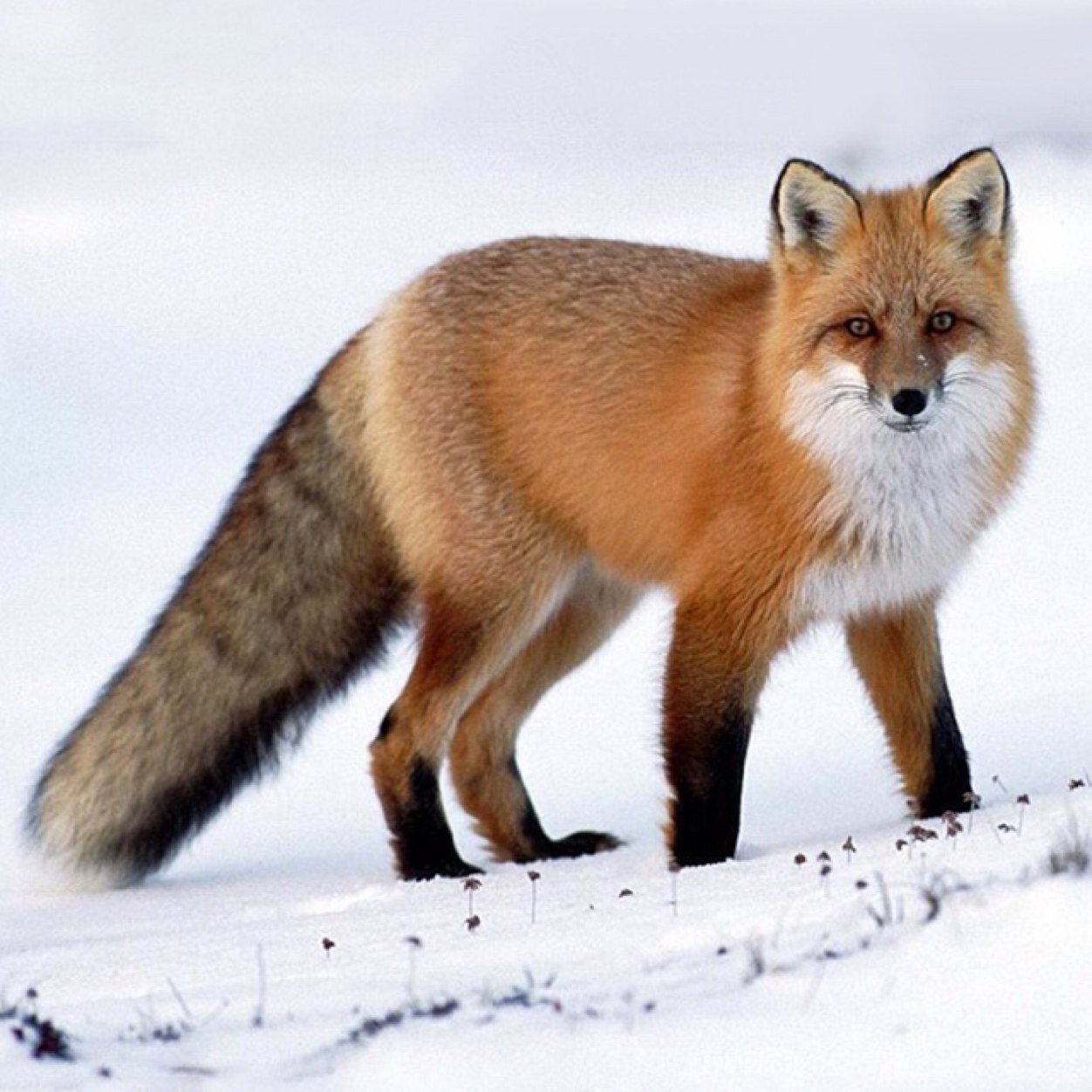 codomodake112's profile picture. 動物なんでも大好き!!。アクアやりたいアクアやりたいアクアやりたい。。。＊フォロバ100%＊無言フォロー許してくださいッッ!!。