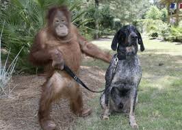 The Dog  and Monkey 
El best amor between dos animals