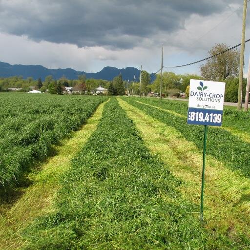 Gerry DeGroot...Dairy-Forage Specialist--,who loves helping BC Dairy farmers turn their Forage into Milk