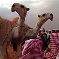 سوق الابل (@mmhh43342) 's Twitter Profile