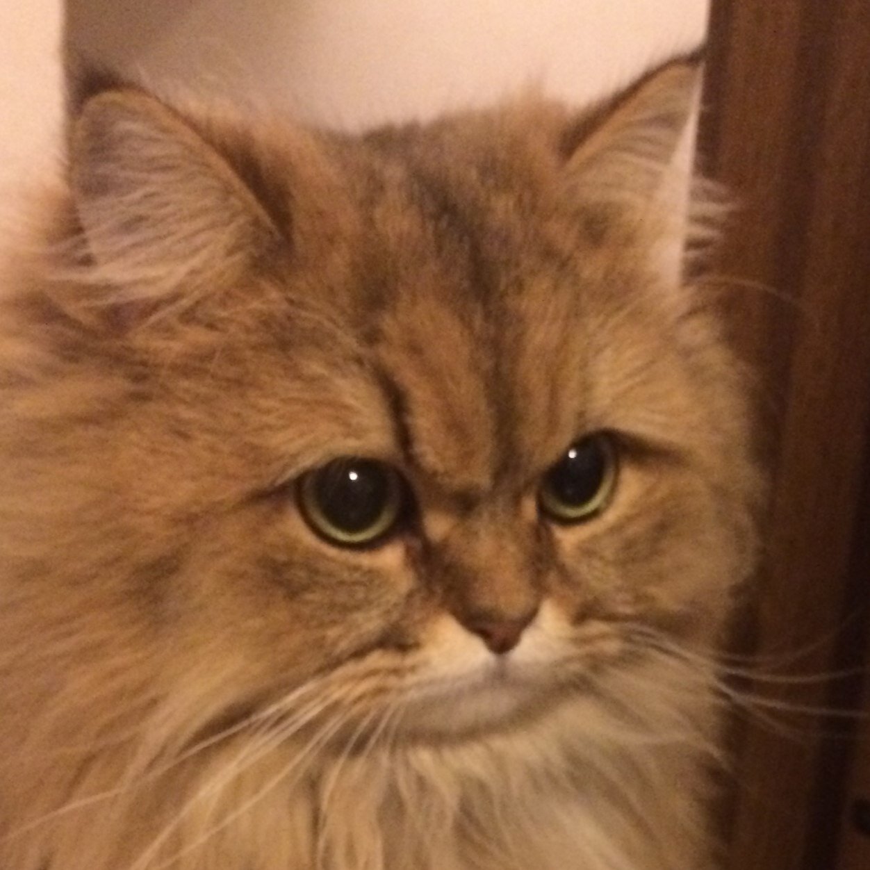 5ぴきねこさんのプロフィール画像