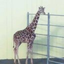 KIRIN (@03010301) Twitter