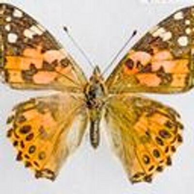 Profile Picture of Pogomcl (@pogomcl) on Twitter