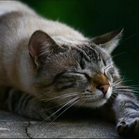 Precipus (@precipus11) 's Twitter Profile