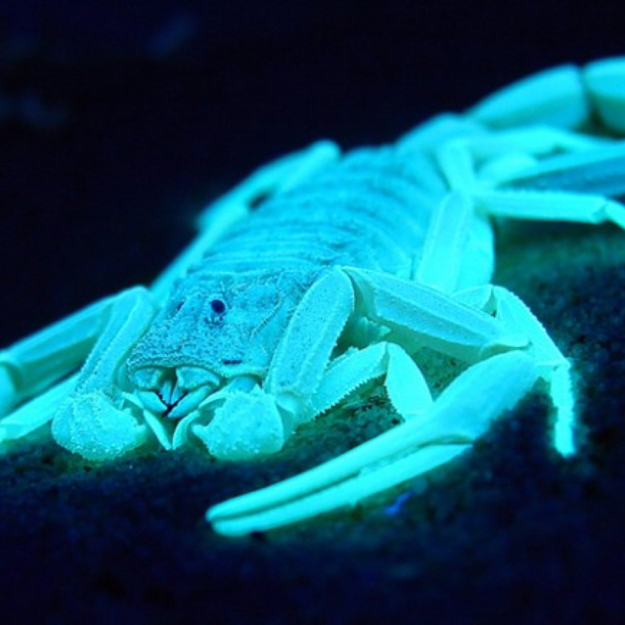 silverio_mendez's profile picture. konan