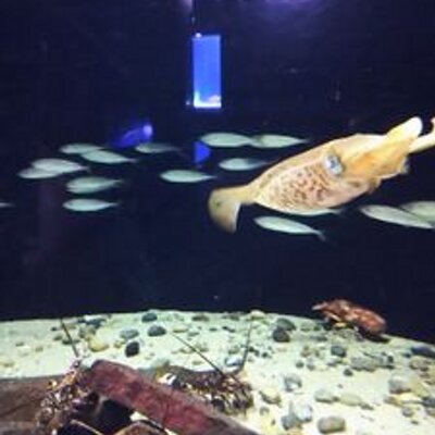 クレイジーぎょあ 魚愛 お魚 お魚 おはようございます ぎょあっ お昼からメバチマグロの子どものビンタを食しますん もうじき あと少しで さばくん 鹿児島弁で頭の事をビンタって言うん クレイジーぎょあ 魚愛 お魚 お魚 おはようございます ぎょあっ お昼からメバチマグロの子どものビンタを食しますん もうじき あと少しで さばくん 鹿児島弁で頭の事をビンタって言うん