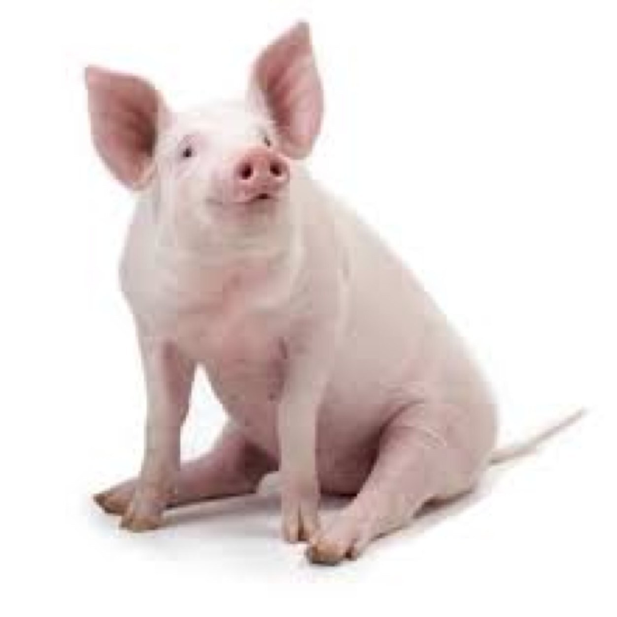 oink oink