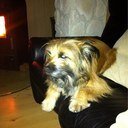 voegelchen16's profile picture. 