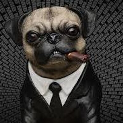 frank pug frank pug carlino soyfrank1 frank pug frank pug carlino soyfrank1