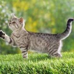 abckitee's profile picture. 