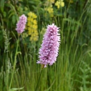 We are a warm and friendly group of people who love to tend the Garden. We grow flowers, fruit and vegetables; learning from and sharing skills with one another