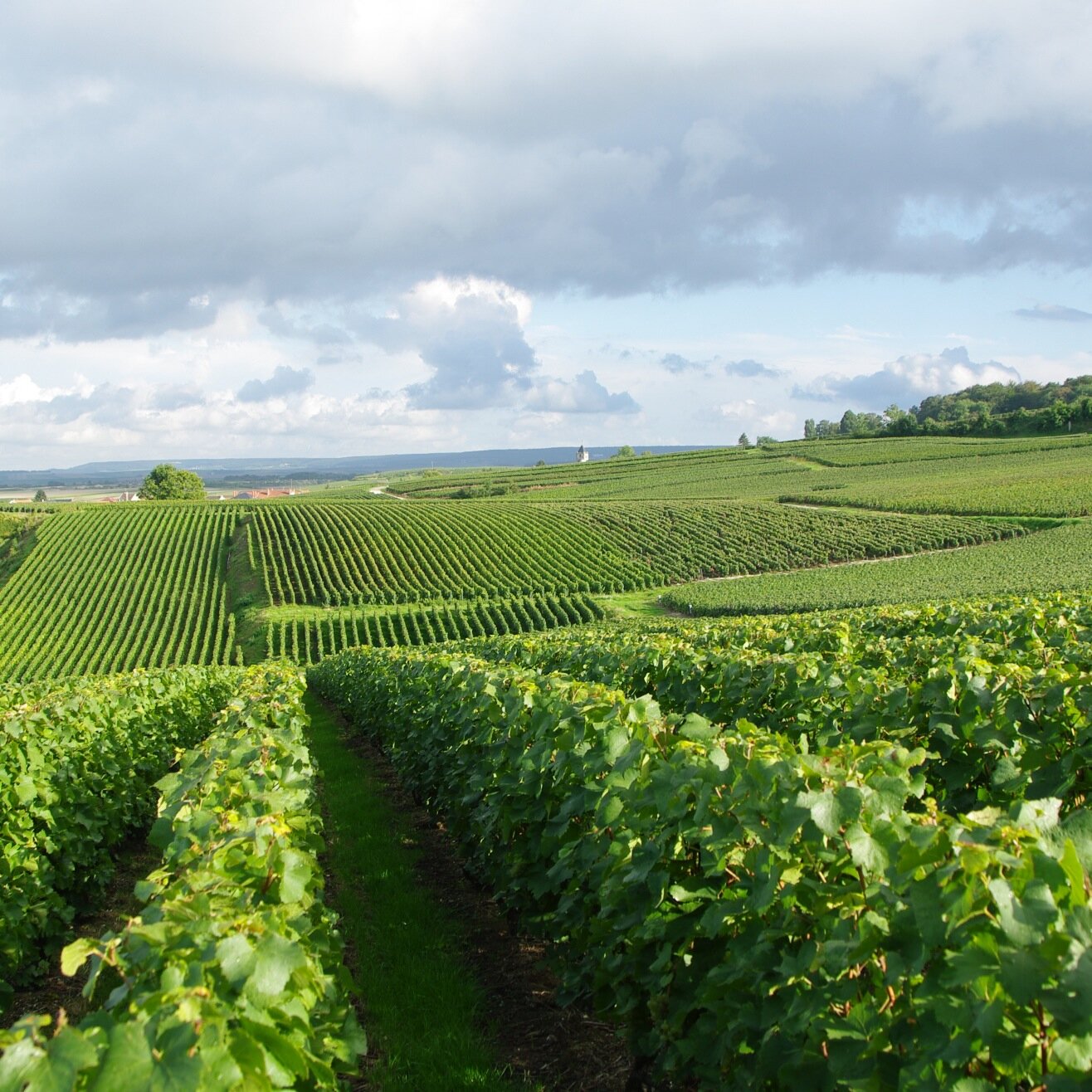Organic Champagne Growers in Vrigny, Premier Cru. Our mission: Grow healthy vines
Make delicious organic and natural bubbles. Grower / Producer since 1780.