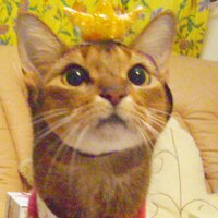 りるあび (@hitumotomo) 's Twitter Profile Photo