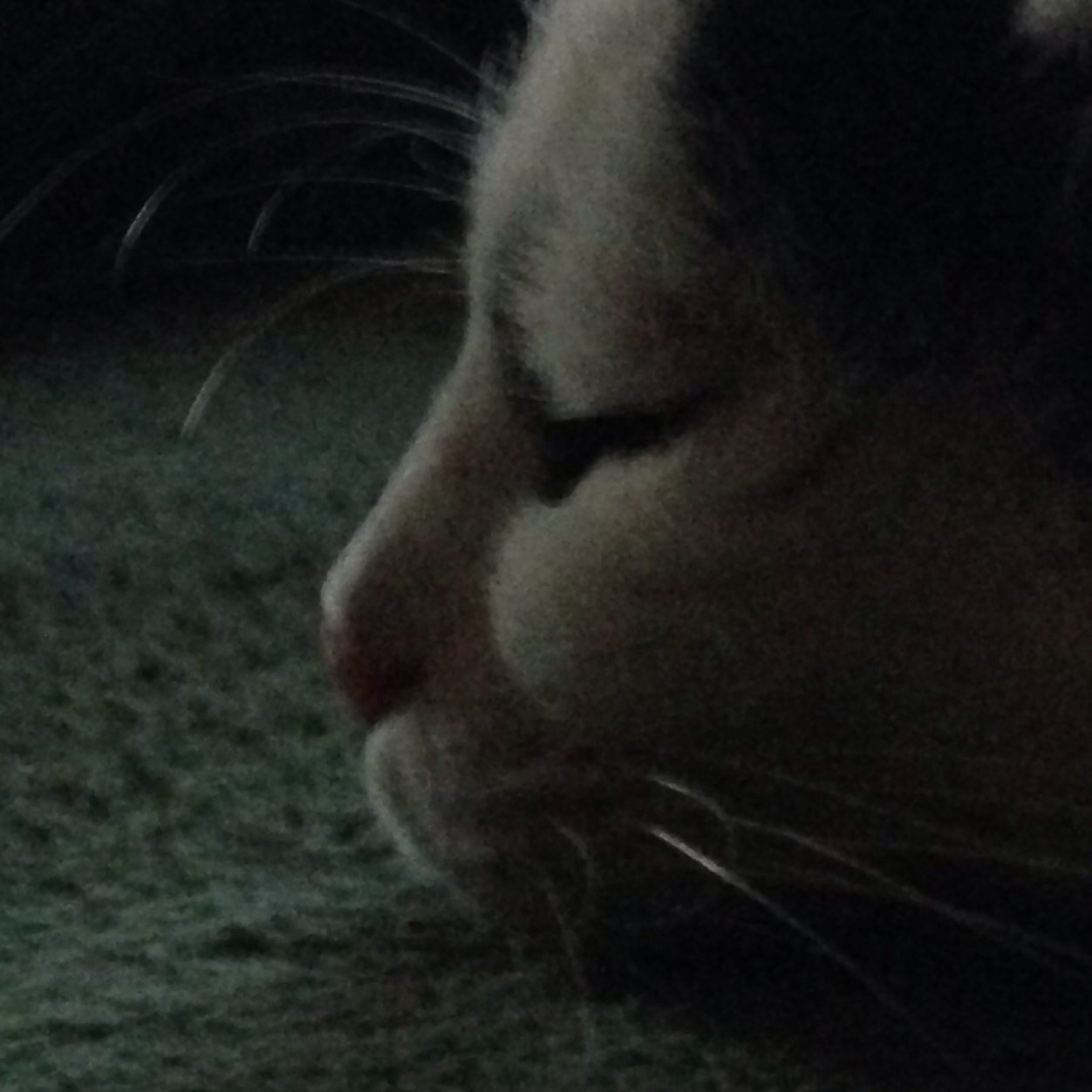 ErMiESuN Profile Picture