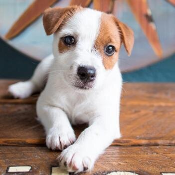 I'm a Jack Russell Puppy!  And adorable too!  Follow me on Instagram @IdaMaeDog #IdaMaeDog :)