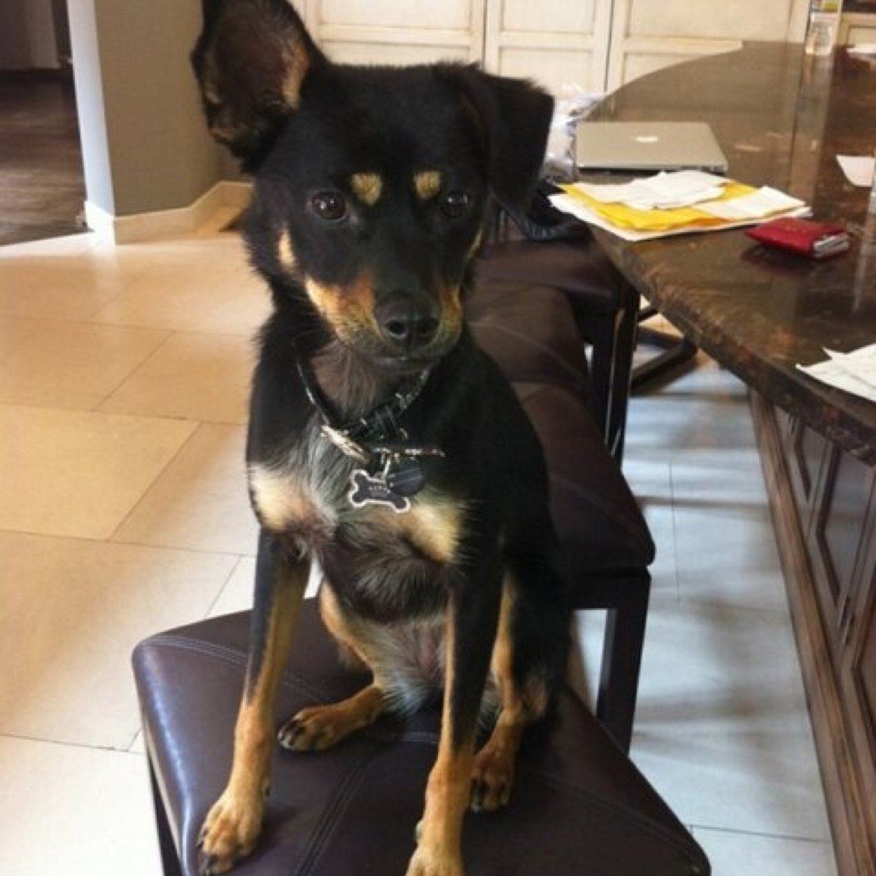 I'm the Grande family doggy. I'm a very happy puppy with a prominent underbite. Lotsa lovin' & pigs' ears galore. 3