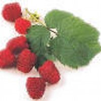 Niespika (@niespika) 's Twitter Profile Photo