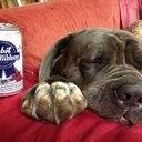 BigBlueMastiff Profile Picture