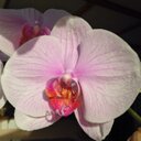 Lorraine Manuel - @manuellorraine6 - Twitter