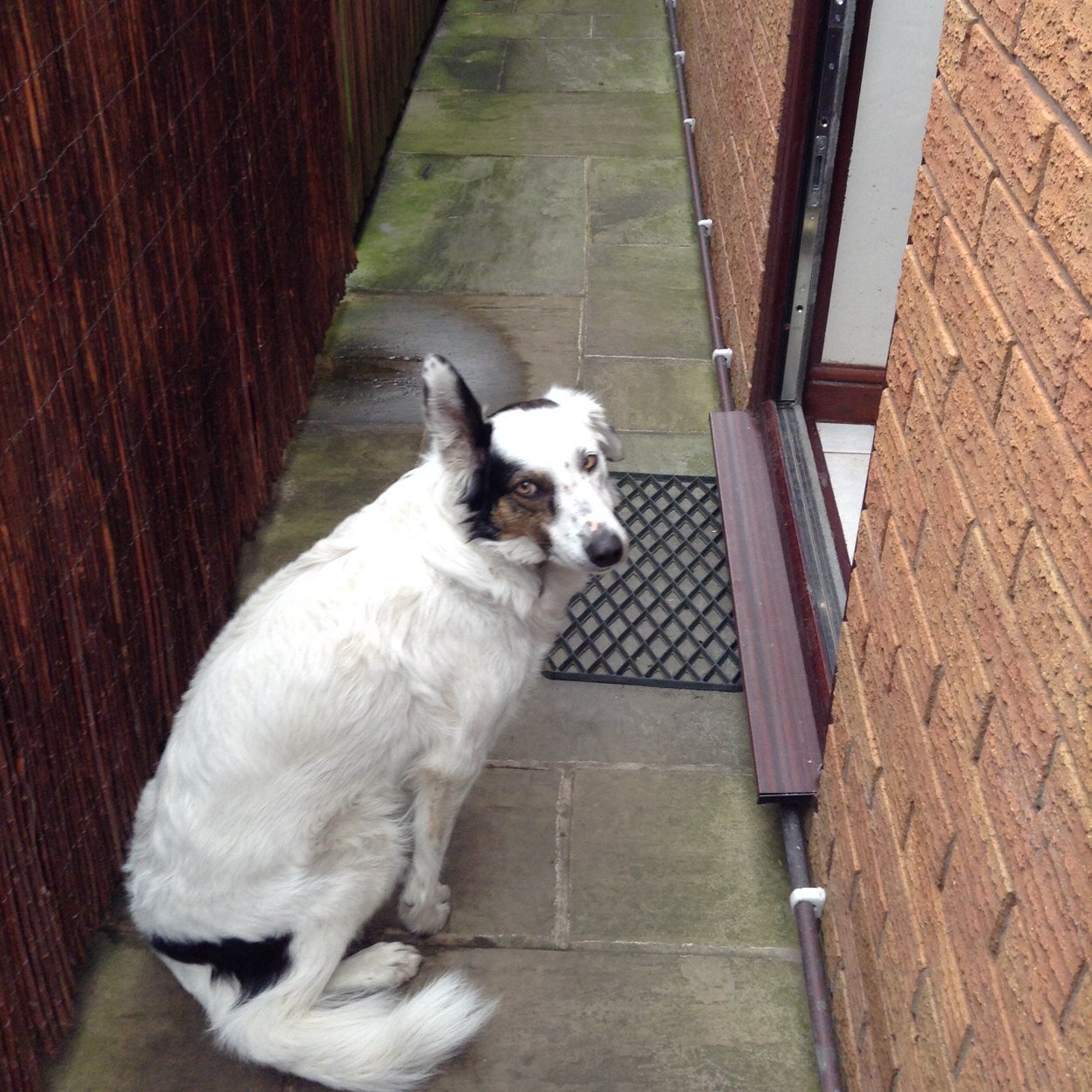 DsmlSue's profile picture. 