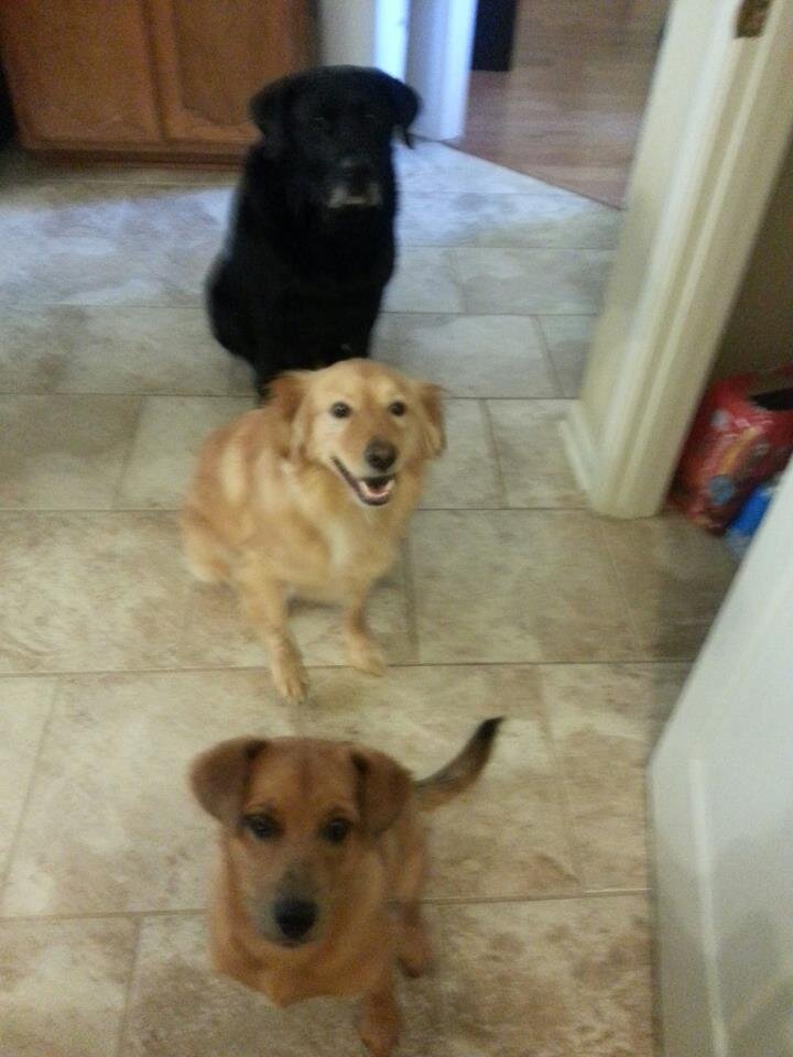 mlwilliford's profile picture. Attorney, Wife, and Doggie Mom