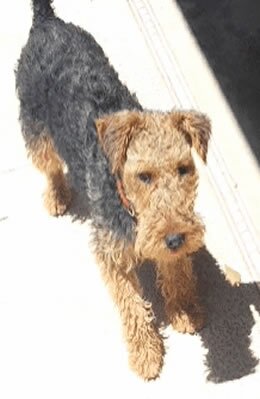 15 lb Welsh Terrier gone missing 6/12 around 10AM from Warner/McClintock intersection in Tempe, AZ. Please visit http://t.co/Cbhwh4cRJs to aid in the search.