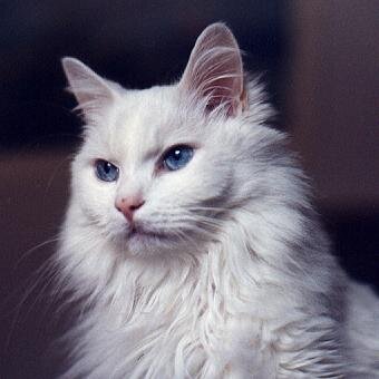 ~Shecat Single~I was once a reaper then they took me out of the reaper society. They also took away all my powers. Although I'm invincible and I have no sanity.