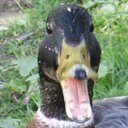 emilius22's profile picture. Internet and Intranet manager at a global company in the chemical industry. Other topics: web, gravelbike🚴‍♂️, ducks 🦆. This is my private twitter account.