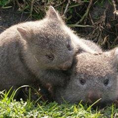 wombat wombat wombat