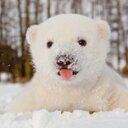 emblem3_L14's profile picture. #polarbearemoji❤️15 years old -Female -In love with polar bears, chocolate and K-pop